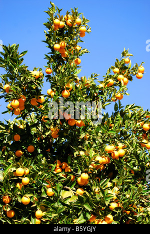 Orange tree, Santiago del Teide, Tenerife, Canary Islands, Spain Stock Photo