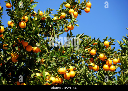 Orange tree, Santiago del Teide, Tenerife, Canary Islands, Spain Stock Photo