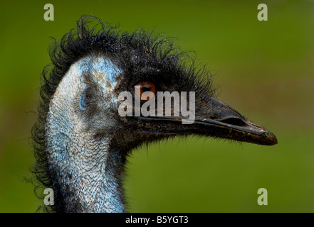 Emu, Dromaius novaehollandiae, head shot Stock Photo