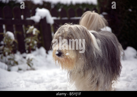 Male bearded collie dog out in the snow in the winter in Lincs, England Stock Photo