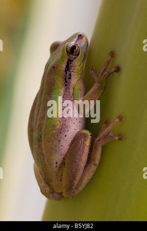 frog green amphibian toad Uganda Africa Stock Photo