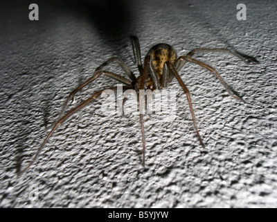 Common house spider- Tegenaria Gigantea