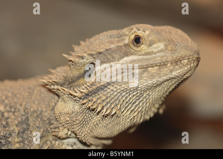 a bearded dragon lizard - Pogona vitticeps Stock Photo