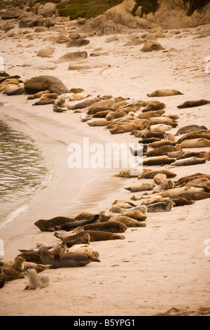 harbor seals bask on the beach Hopkins Marine Station of Stanford University Monterey California Stock Photo