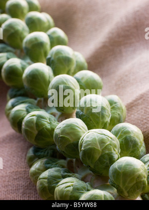 Fresh Sprouts On Stalk Stock Photo