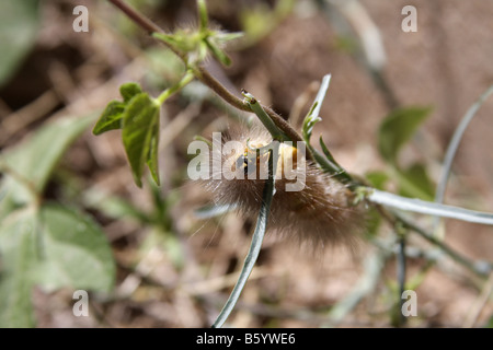 Yellow woolly bear caterpillar (Spilosoma virginica) Stock Photo