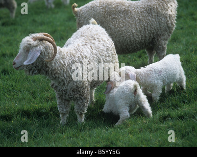 Angora goat doe being suckled by two young kids on good Devon grass pasture Stock Photo
