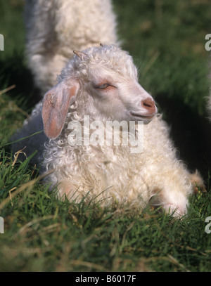 Angora kid with small horns lying on the grass basking in evening sunshine Stock Photo