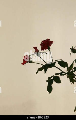 red roses flower bush shadow on wall in sun outdoors Stock Photo