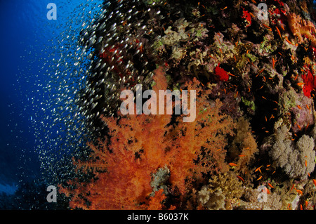 Dendronephthya hemprichi Soft corals and glassfish at coral reef, Red Sea Stock Photo