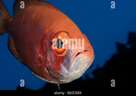 Priacanthus hamrur Crescent tail bigeye, Red Sea Stock Photo