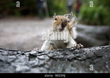grey squirrel Sciurus carolinensis after digging Stock Photo