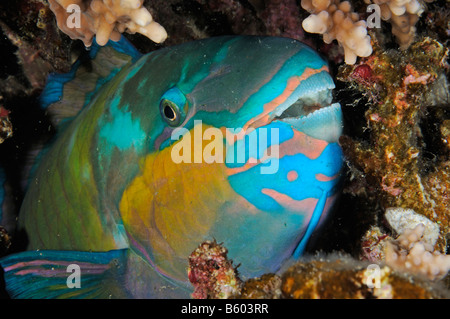 Scarus sordidus, Bullhead parrotfish sleeping male, Red Sea Stock Photo