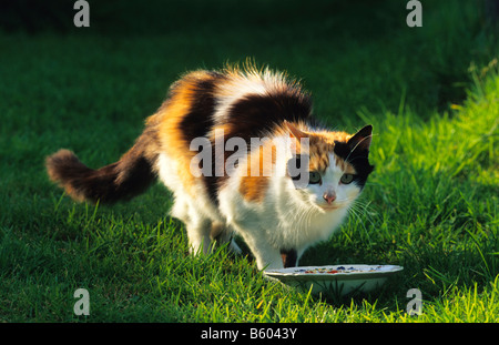 Tortoiseshell cat with saucer of milk, Wales, UK. Stock Photo