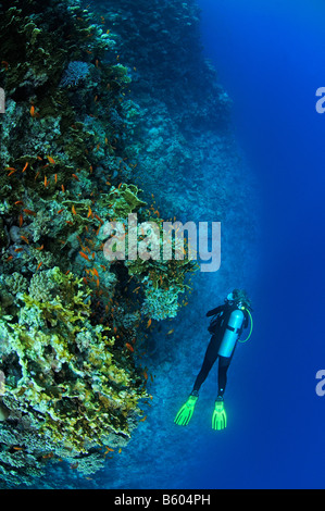 wall diving scuba diver on a deep wall, Red Sea Stock Photo
