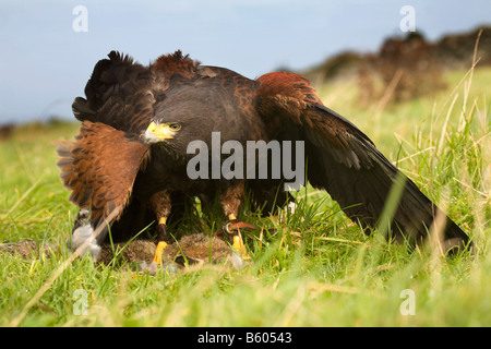 harris hawk Parabuteo unicinctus with rabbit Stock Photo