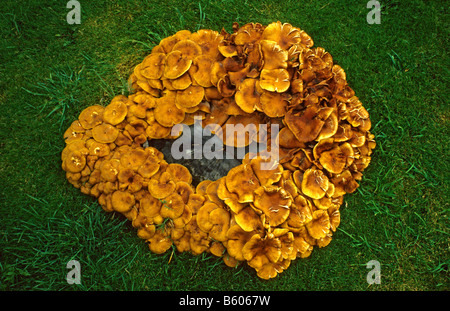 Fairy Ring fungus (Marasmius oreades) around dead tree stump - Gloucestershire, UK. Stock Photo