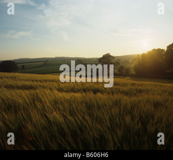 View over barley crop in ear with the orange sun setting behind Devon Stock Photo