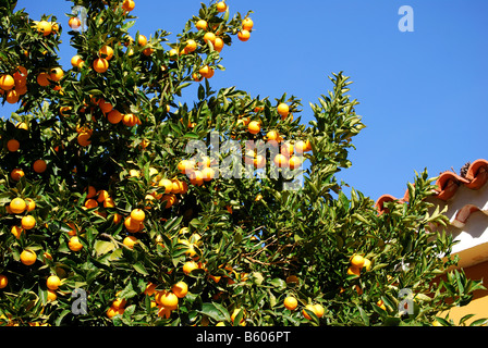 Orange tree, Santiago del Teide, Tenerife, Canary Islands, Spain Stock Photo