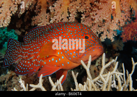 Cephalopholis miniata, Coral grouper, Vermillion seabass, Red Sea Stock Photo