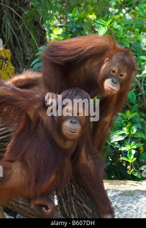 Two orang-utans at Singapore Zoo Stock Photo