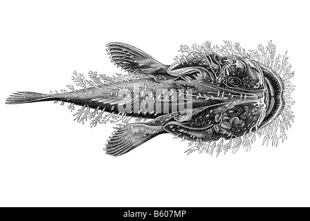 anglerfish Stock Photo