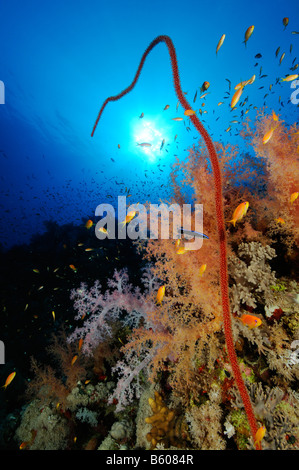 soft coral and whip coral and Lyratail anthias, Red Sea Stock Photo