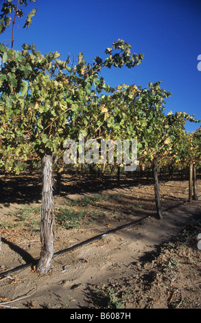 Vineyards near Caucete, San Juan Province, Argentina Stock Photo