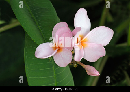 Common Frangipani (Plumeria rubra), flowers Stock Photo