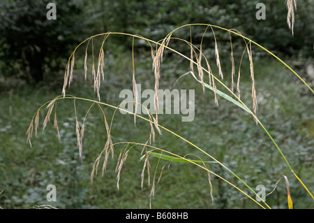Hairy Brome (Bromus ramosus) Stock Photo