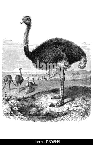 ostrich (Struthio camelus) Stock Photo