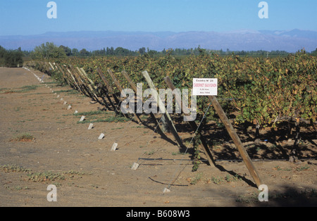 Vineyards near Caucete, San Juan Province, Argentina. Sign shows this crop is of Cabernet Sauvignon grape plants Stock Photo