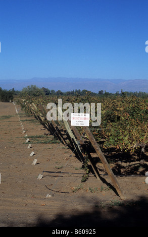 Vineyards near Caucete, San Juan, Argentina. Sign shows this crop is of Cabernet Sauvignon grape plants Stock Photo