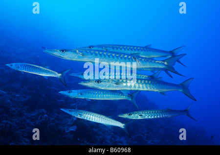 Sphyraena qenie Blackfin barracuda, Red Sea Stock Photo