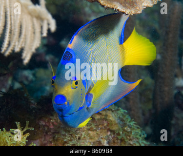 Queen angelfish (Holacanthus ciliaris) swimming over coral reef ...