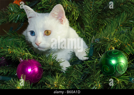 A single white cat, with different coloured eyes, sits in a christmas tree with pink and green baubles on. Stock Photo