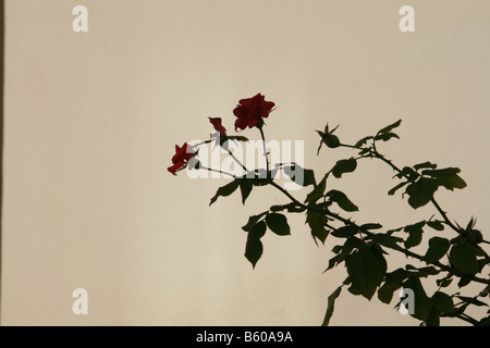 red roses flower bush shadow on wall in sun outdoors Stock Photo