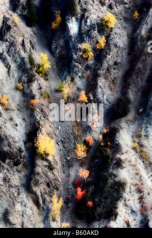 Autumn colored trees on mountainside in British Columbia Stock Photo