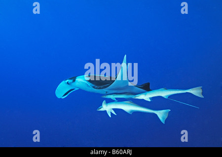 Manta birostris Echeneis naucrates Manta ray with suckerfish, Red Sea Stock Photo