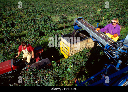 CONCORD GRAPE HARVEST, ARCHER VINEYARDS, TOWN OF NORTH EAST, ERIE COUNTY, PENNSYLVANIA, USA Stock Photo