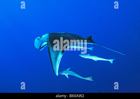 Manta birostris and Echeneis naucrates Manta ray with suckerfish, Red Sea Stock Photo