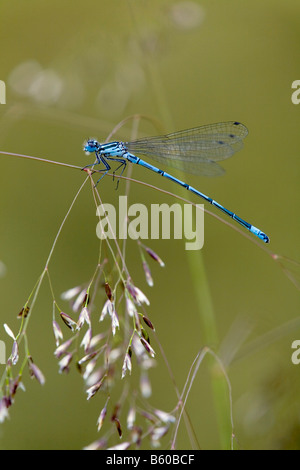 azure damselfly Coenagrion puella male on grass cornwall Stock Photo