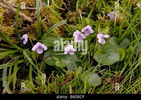 Marsh violet Viola palustris Violaceae in a bog UK Stock Photo