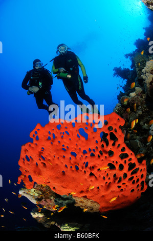 Latrunculia magnifica, Negombata magnifica, red fire sponge and scuba