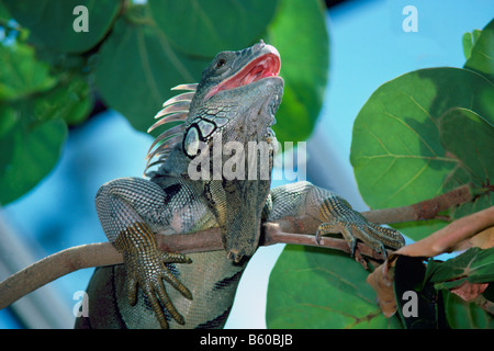 Green Iguana aka Common Iguana (Iguana iguana) hanging on a Branch Stock Photo