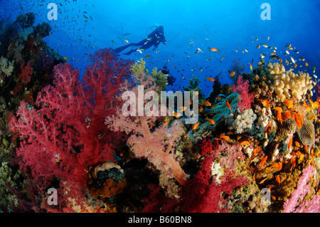 Dendronephthya klunzingeri Pseudanthias squamipinnis soft coral and scuba diver Lyratail anthias, Red Sea Stock Photo