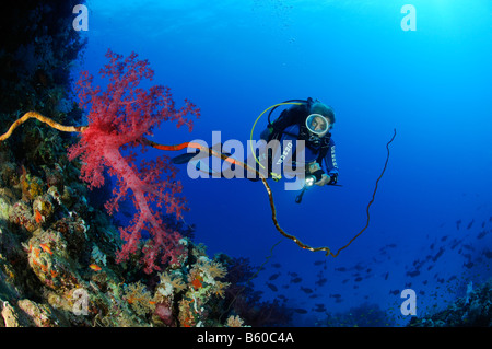 Dendronephthya hemprichi soft coral and scuba diver, Red Sea Stock Photo