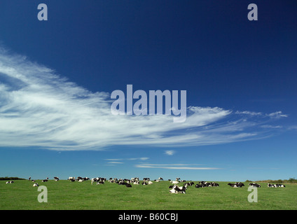 Cows in field under a summer sky Stock Photo