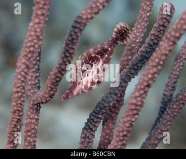 A Slender Filefish's camouflage pattern fit in perfectly with the surrounding coral. Stock Photo