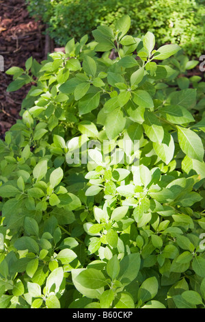 Alchechengi falso whitania Ashwagandha Withania somnifera Dunal Stock Photo